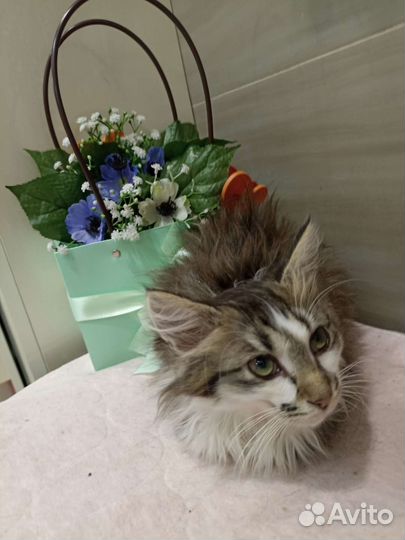 Котенок ищет дом