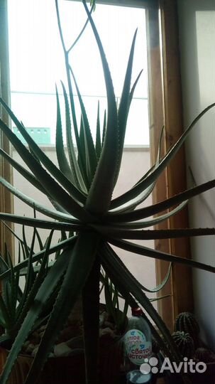 Алое вера настоящее(барбадоское), лечебное