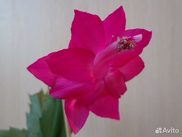 Сортовые шлюмбергеры (декабристы)