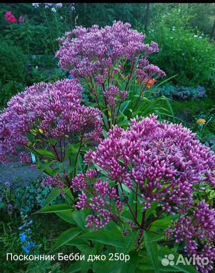 Многолетние цветы