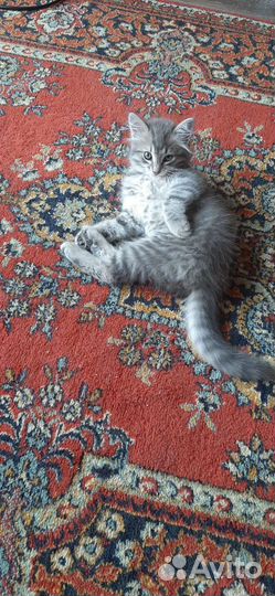 Кошка
