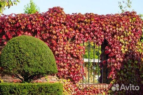 Девичий виноград - лиана