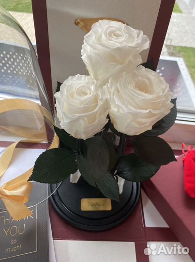 Роза в колбе