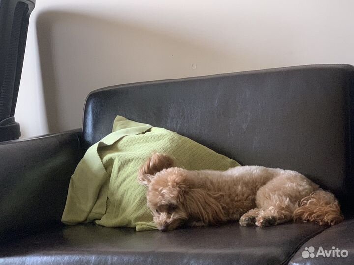 Передержка домашних животных, зооняня