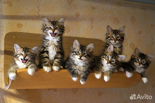 Сибирские котятки