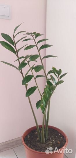 Замиокулькас продам