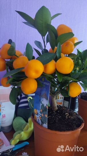 Мандариновое дерево (цитрус каламондин)