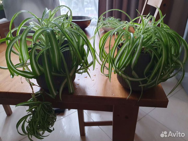 Хлорофитум кудрявый Бонни