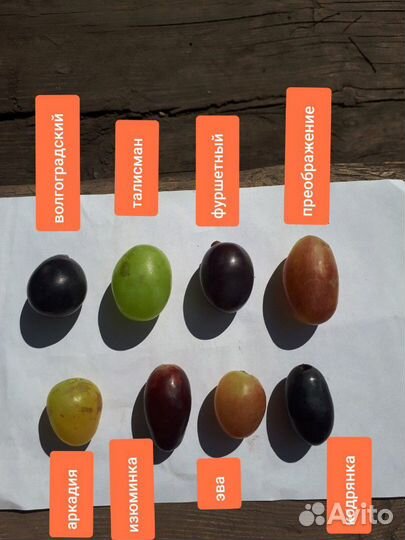 Саженцы винограда