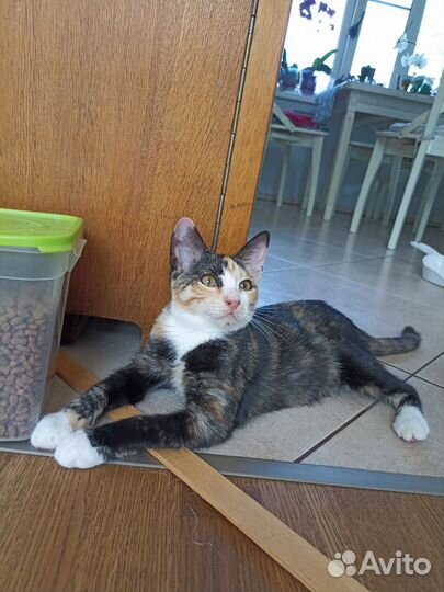 Котята бесплатно