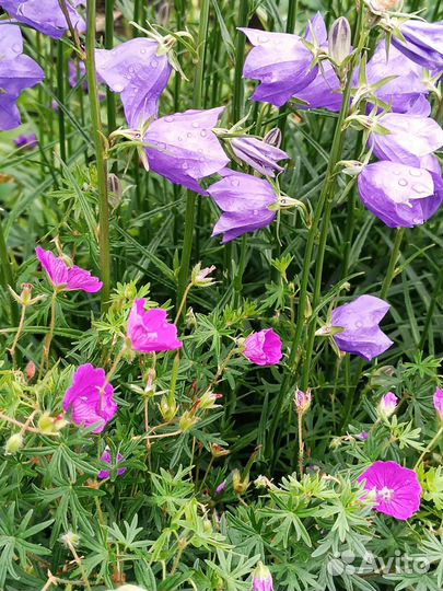 Многолетние садовые цветы