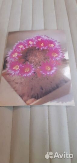 Открытки с кактусами