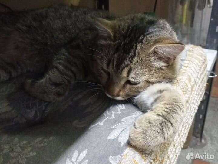 Кот в добрые руки