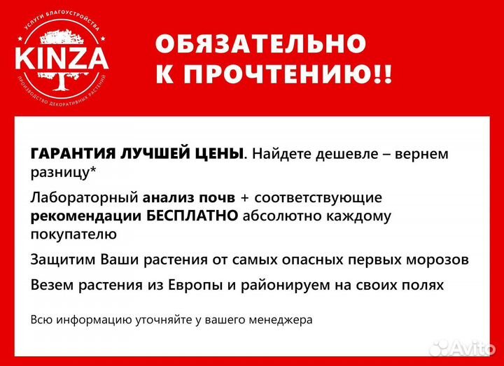 Ель голубая с гарантией