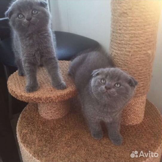 Кот на вязку, Шотландский фолд, опытный