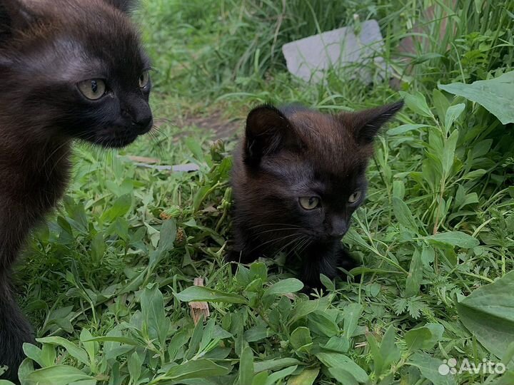 Черный котенок
