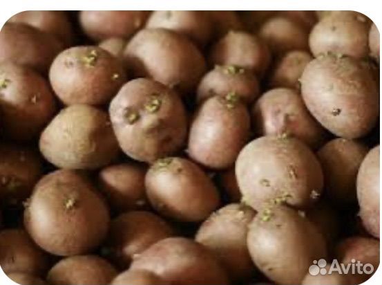 Семенной картофель