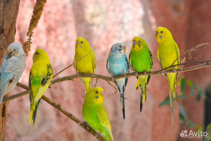 Птенцы волнистых попугаев
