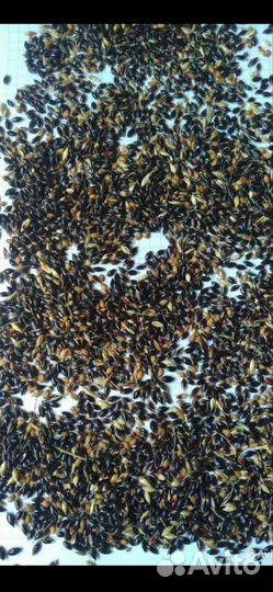 Семена суданки