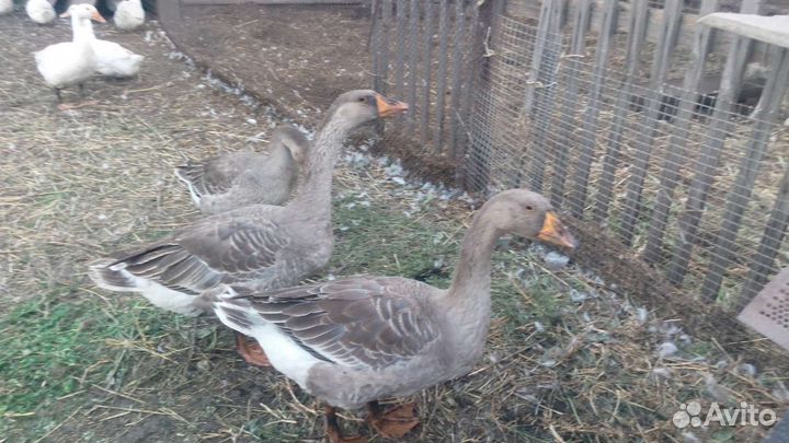 Гуси холмогоры-крупный серый