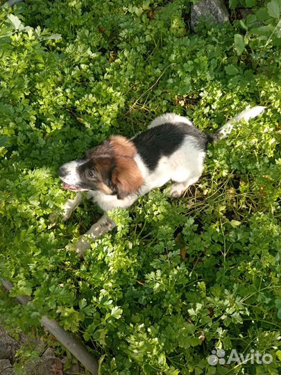 Щенок Стаффорда