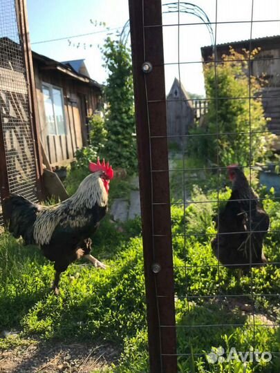 Инкуб яйцо Маран,цыпы