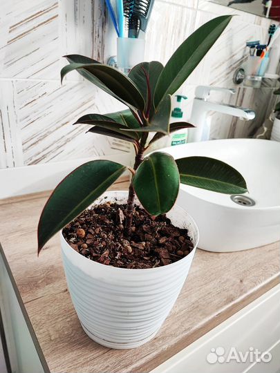 Фикус каучуконосный