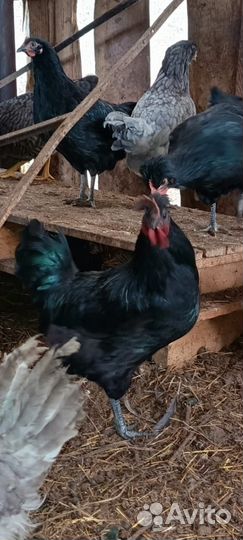 Молодые петухи