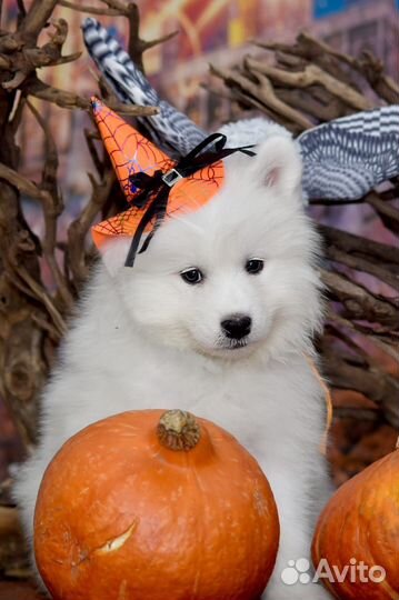 Щеночки самоеда - девочки