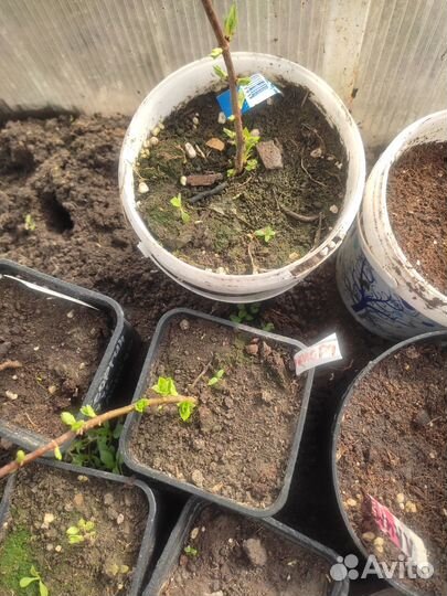 Гортензия метельчатая