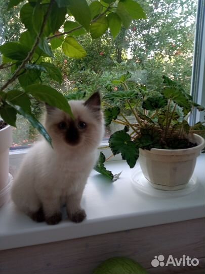 Котёнок породы 