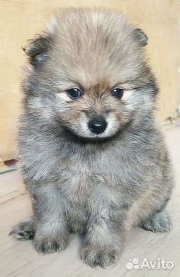 Померанский шпиц