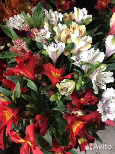 Цветы,оптом.Альстромерии