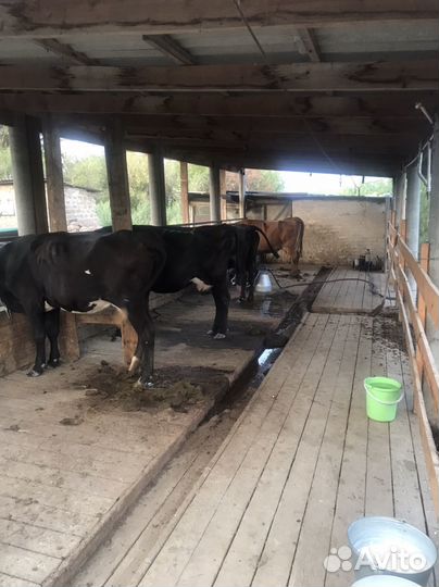 Продается дойные коровы