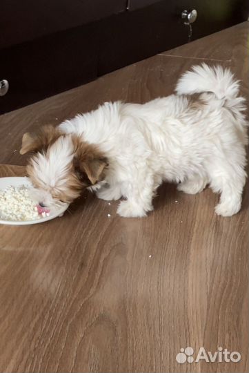 Щенки бивер йорка