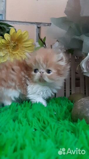 Персидская куколка