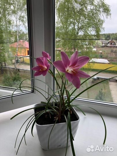 Зефирантес розовый домашнее растение