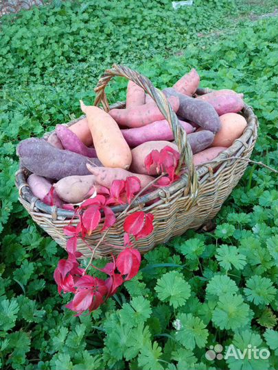 Рассада батата 2024