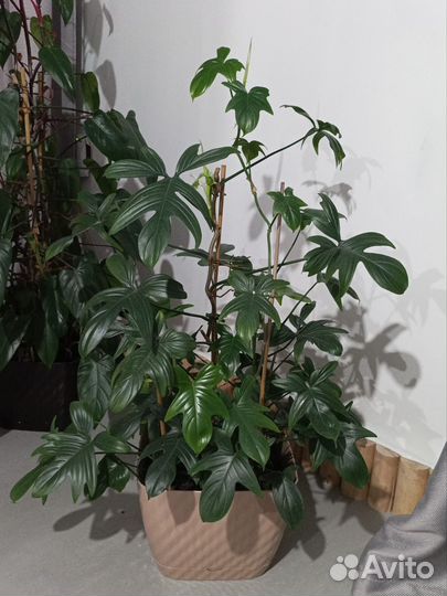 Филодендрон