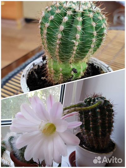 Комнатные растения (гибискус, кактусы)