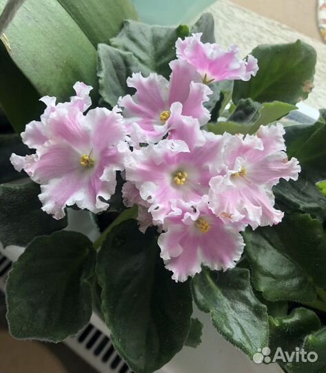 Фиалка сортовая Школьный вальс