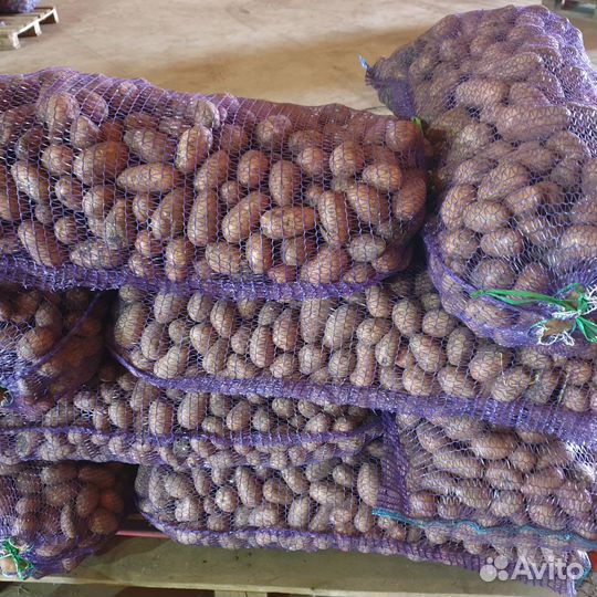 Продам картофель