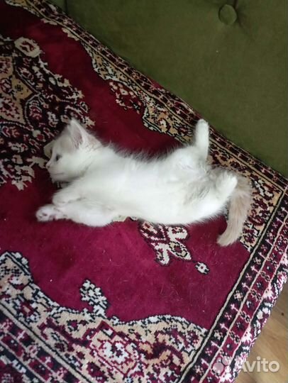 Кошка в дар