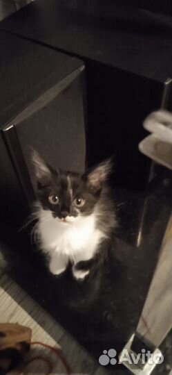 Подарю котят