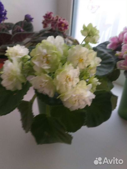 Детки сортовых фиалок,листовые черенки