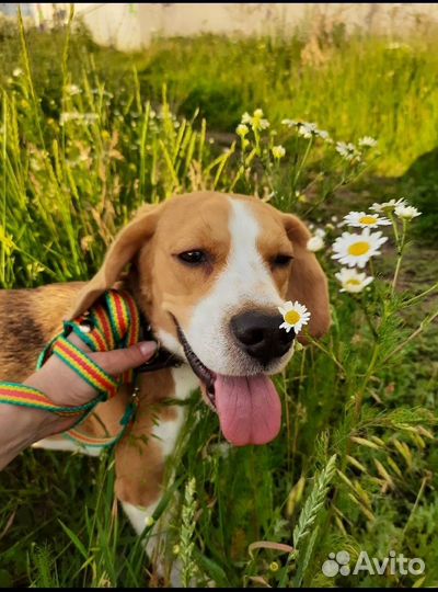 Бигль вязка