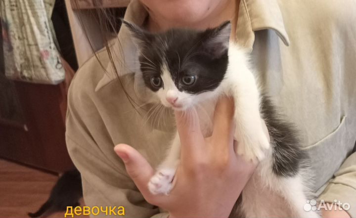 Отдаём котят в добрые руки