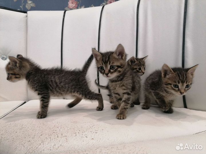 Котята в добрые руки бесплатно