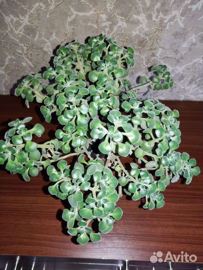 Аихризон дерево любви