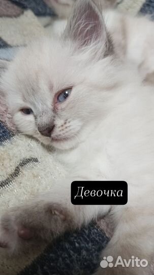Котята в добрые руки